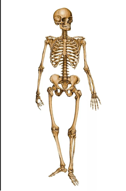 Кости человека фото с названиями Кости человека фото с названиями