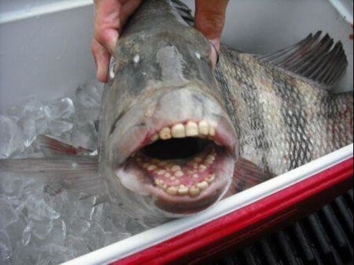 Зубы рыбы паку фото Зубы рыбы паку фото