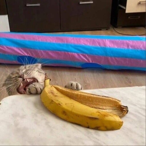 Кот банан фото Кот банан фото