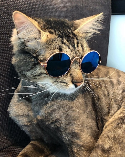 Инстаграм фото котов Инстаграм фото котов