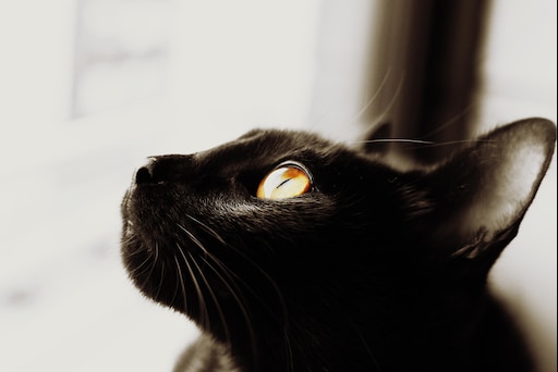 Кошка с карими глазами фото Кошка с карими глазами фото