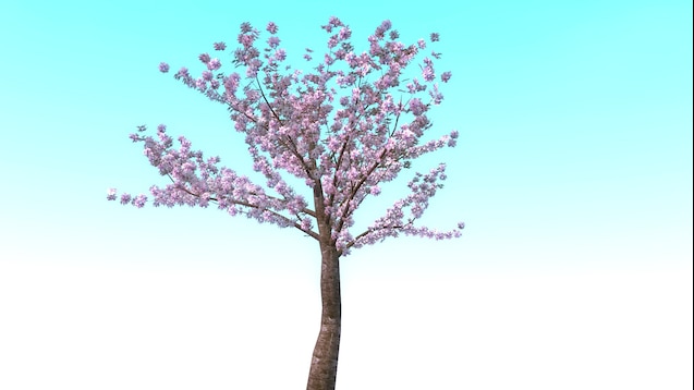 Steam Community :: :: Cherry Blossom