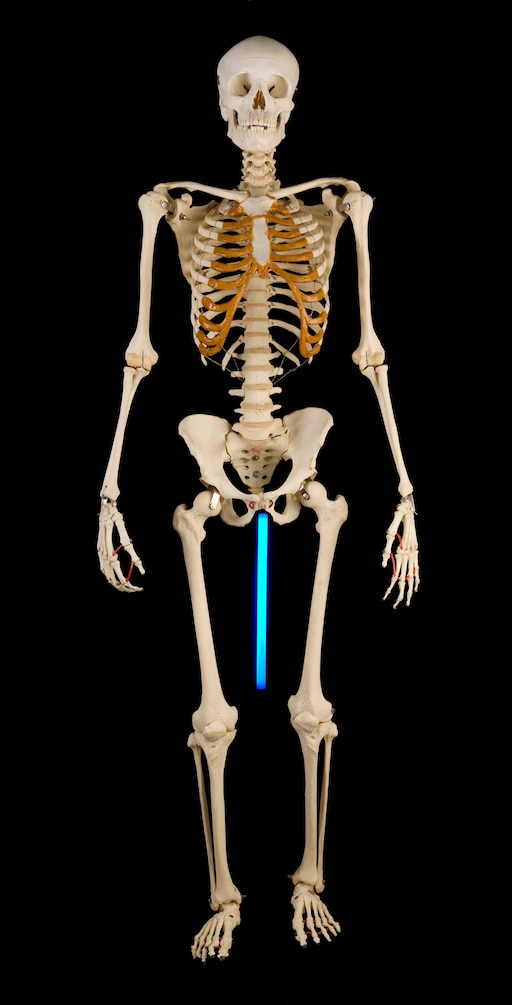 Прямо на скелет. Скелет. Человеческий скелет. Скелет стоячий. Человеческий скелет со всех сторон.