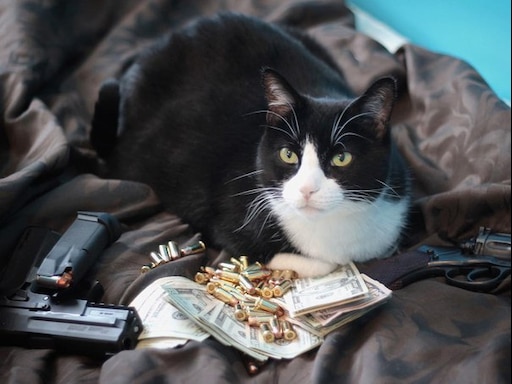 Кот бандит фото Кот бандит фото