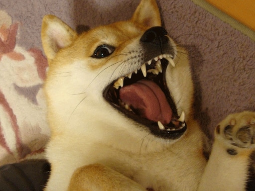 Мем собака смеется с языком Мем собака смеется с языком