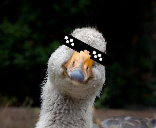 Гусь в очках фото Гусь в очках фото