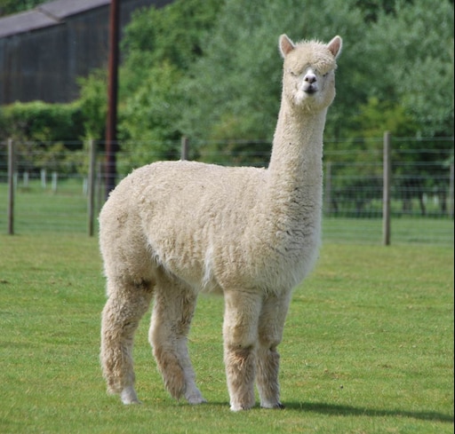 Альпака просп мира 22 фото Альпака просп мира 22 фото