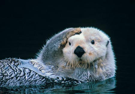 Otter Safety Guide: Arkham Origins image 14