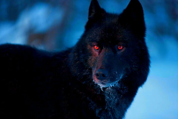 black wolves with red eyes and wings