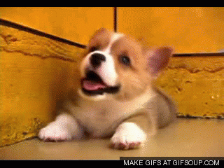 confused puppy animated gif