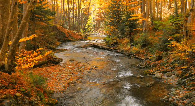 Bilderesultat for autumn forest gif