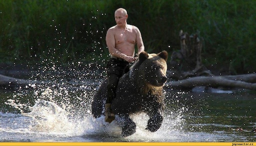 Путин волк фото Путин волк фото