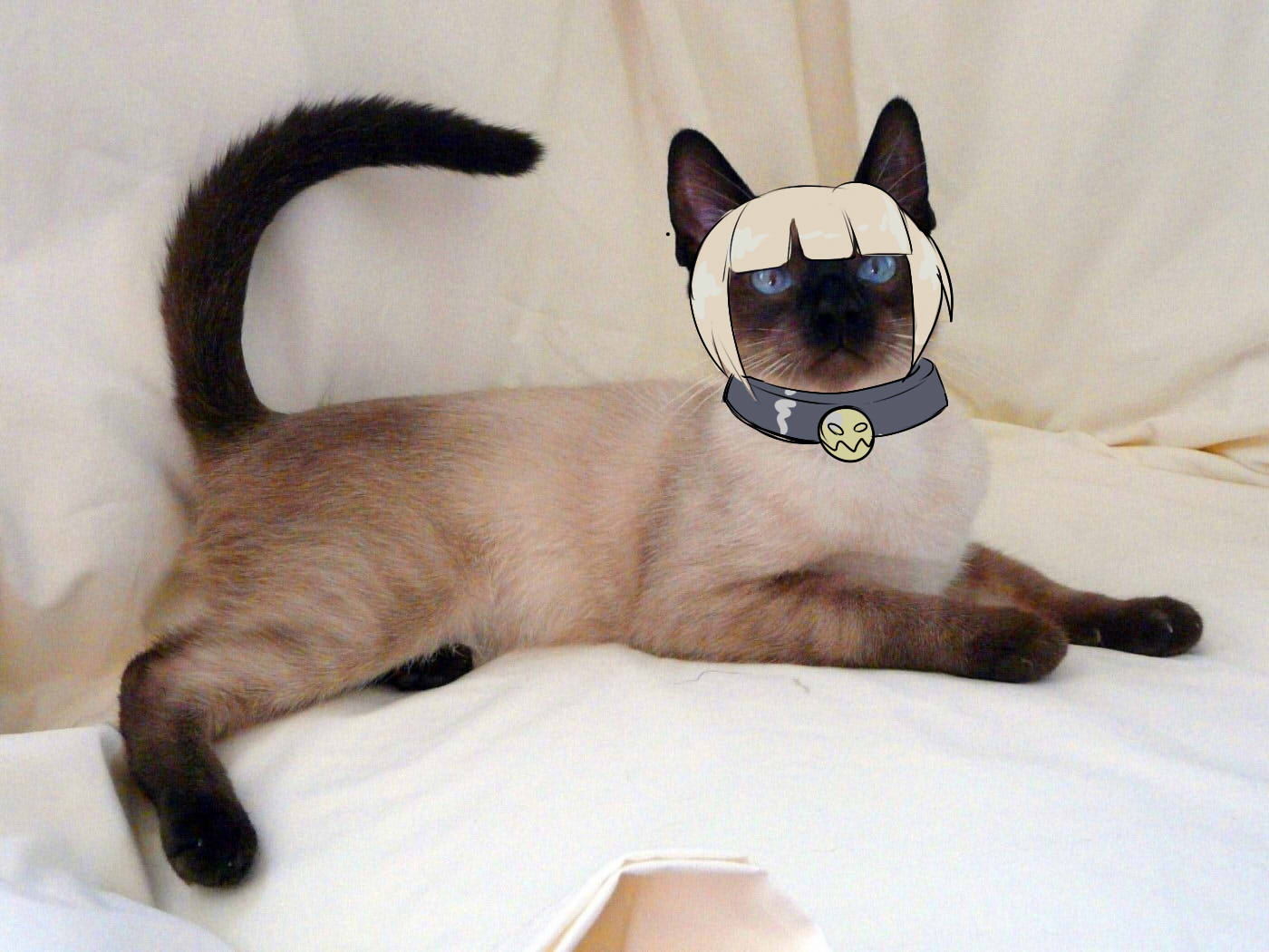 Как выглядит котенок сиамской кошки Siamese Cute cats, Cute animals, Beautiful cats