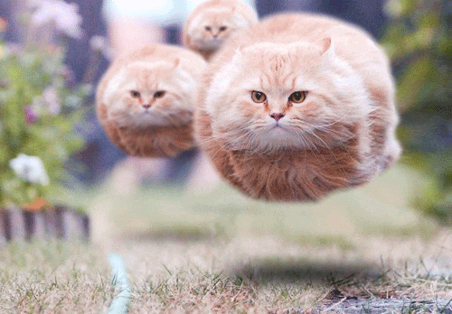 Steam Community :: :: cute cat.GIF
