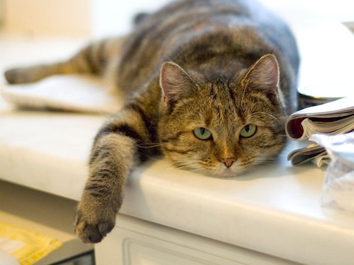 Жизнь кошки фото Жизнь кошки фото