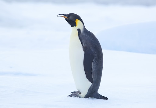 Become a penguin in just five easy steps!... 