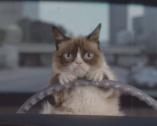Недовольный кот за рулем