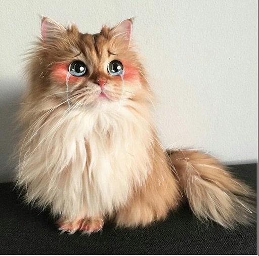 Породы кошек пушистых фото и названия Породы кошек пушистых фото и названия
