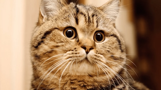 Какие фото котиков Какие фото котиков