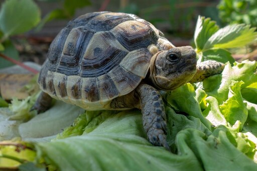 Turtle x. Капская крапчатая черепаха. Какуана черепаха. Красноухая черепаха сухопутная. Тортуга черепаха Тортуга.