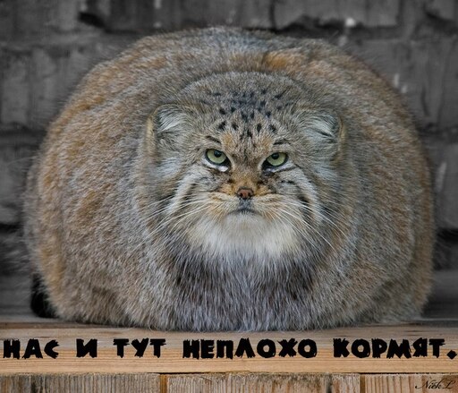 Манул ул генерала хазова 45а фото Манул ул генерала хазова 45а фото