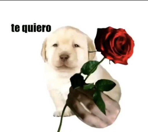 Мемы кот с цветами Мемы кот с цветами