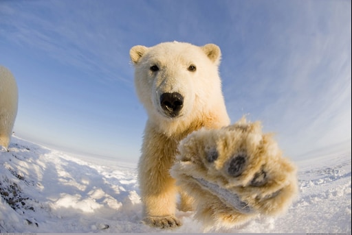 Белый медведь фото животного в хорошем качестве Белый медведь фото животного в хорошем качестве