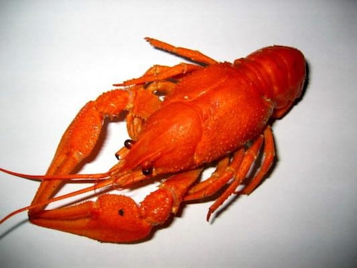 Рак смешное фото Рак смешное фото