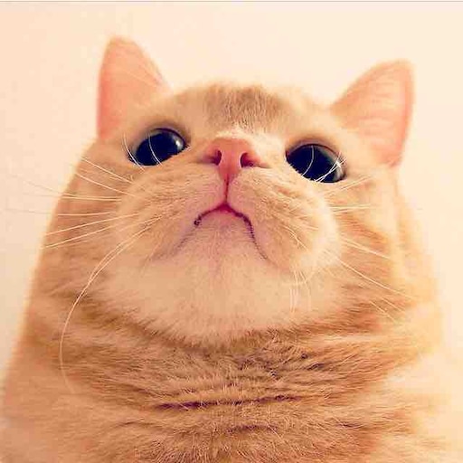 Фото смешных котиков на аву Фото смешных котиков на аву