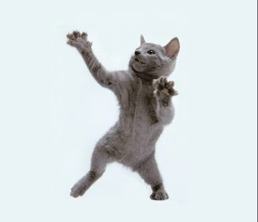 Мемы с котами на зеленом фоне Мемы с котами на зеленом фоне