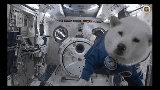 Белка космонавт фото Белка космонавт фото