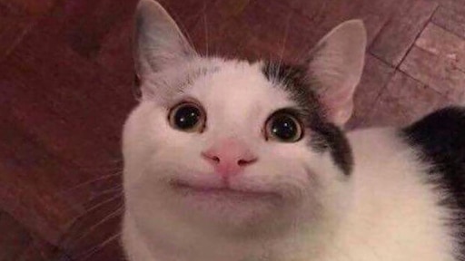 Котик фото зачем Котик фото зачем