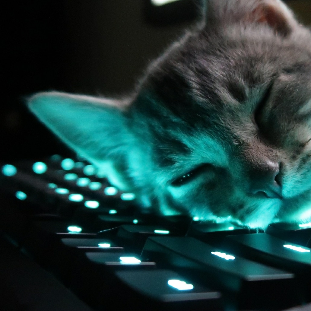 Cat Sleeping on Keyboard