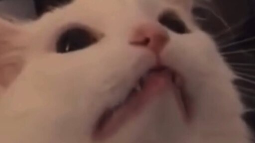 Мем с котом который мяукает Мем с котом который мяукает