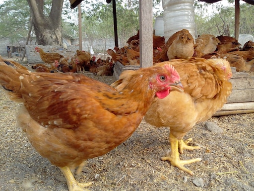 Редбро порода кур описание фото характеристики Редбро порода кур описание фото характеристики