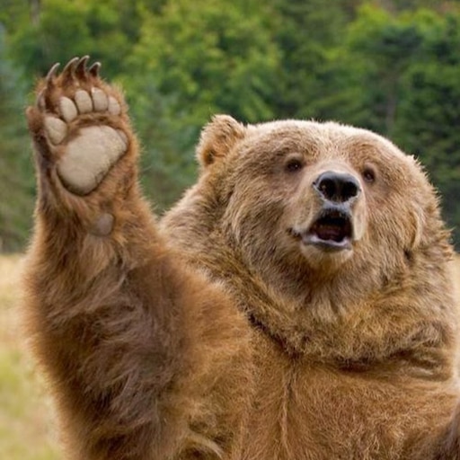 Передай сообщение привет. Привет медведь. Добрый медведь. Прикольные приветствия. Прикольный медведь.