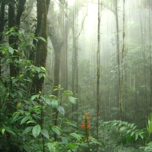 Переменно влажные леса температура. Экваториальные леса Африки. Экваториальный лес Африки. Переменно влажные леса. Зона переменно-влажных муссонных субтропических лесов.