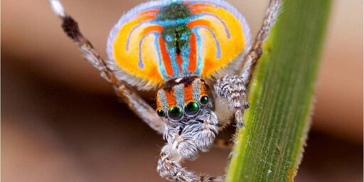 Паук павлин фото Паук павлин фото