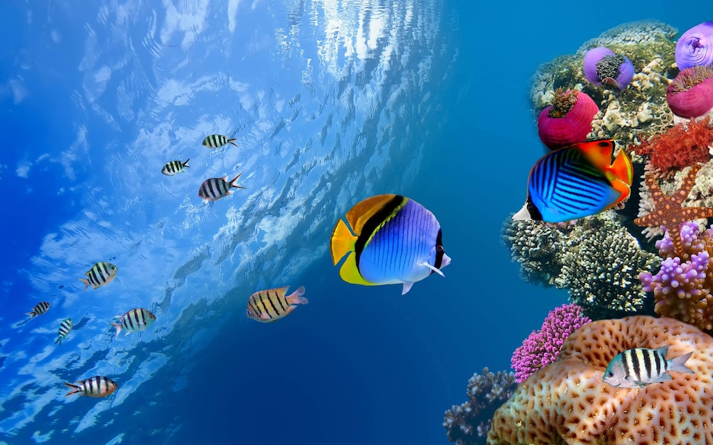 Steam Community :: :: Ocean+Coral Reef Fishes-Underwater world wallpaper