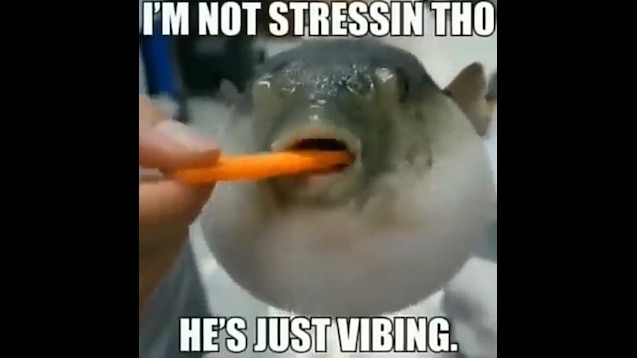 Puffer Fish Eating Da Carrot Sound Sound Clip Peal Create Your