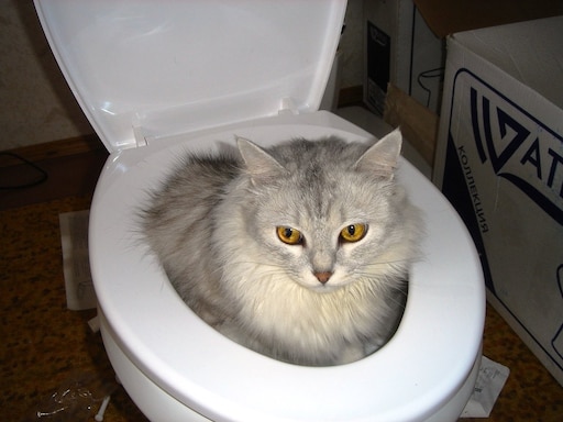 Как срочно покакать. Туалет для кошек. Кошачий туалет смешное. Кот на унитазе. Кошка ходит в унитаз.