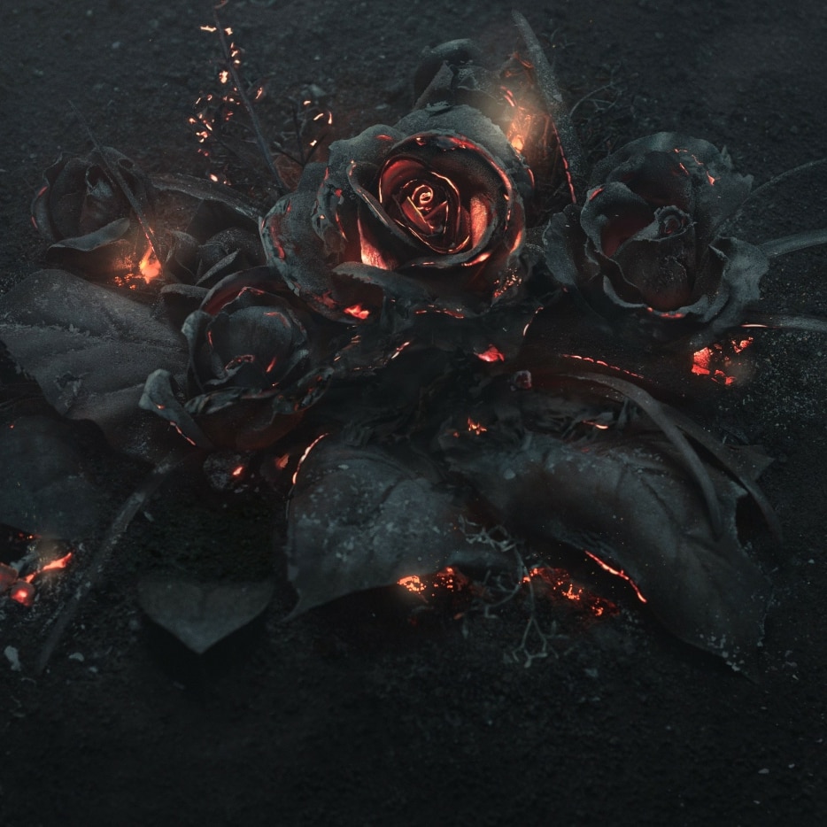 Dark Black Rose