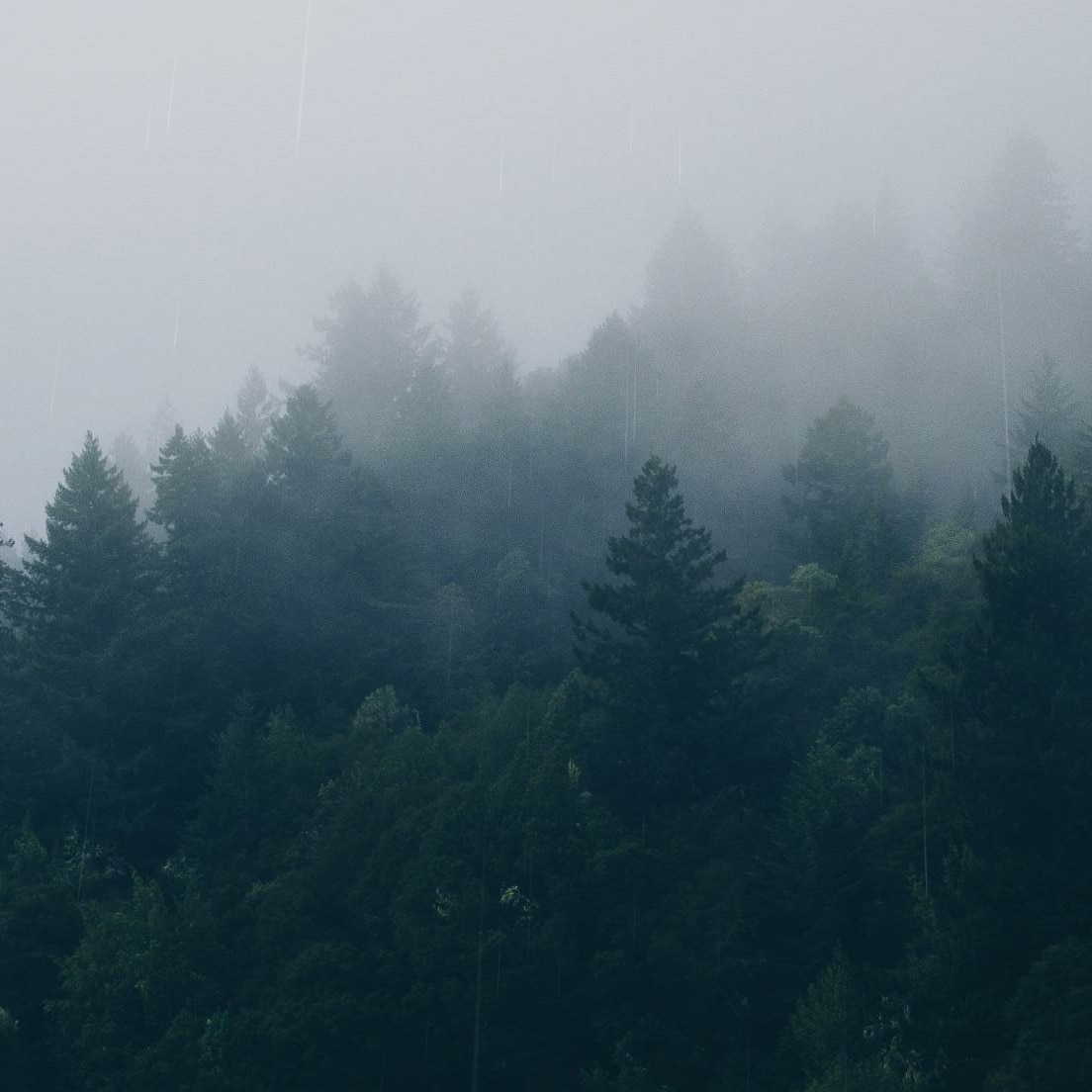 Forest in the Rain [2560 x 1440]