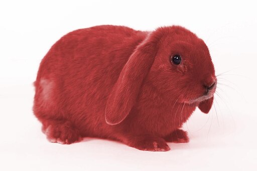 Красные кролики фото Красные кролики фото