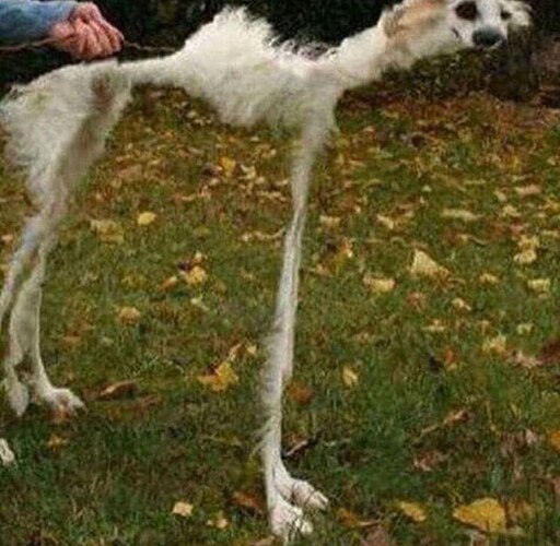 Мем собака на двух ногах Мем собака на двух ногах