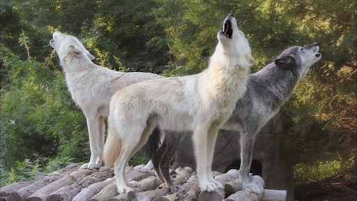Тайцы волк. Самка волка. Волк самец и самка. Белый волк. Волк вожак.
