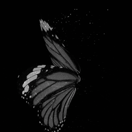 Живой черный фон. Бабочка черная. Черная бабочка на черном фоне. Бабочка на темном фоне. Черные бабочки на белом фоне.