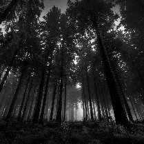 Dark Forest