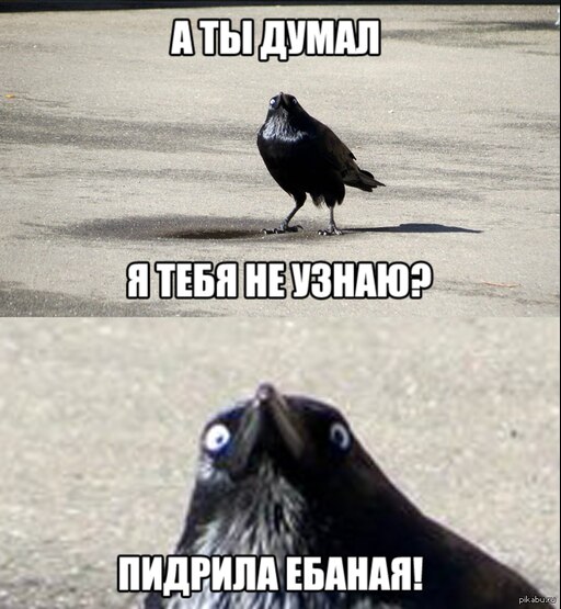 Мем с вороной и девушкой Мем с вороной и девушкой