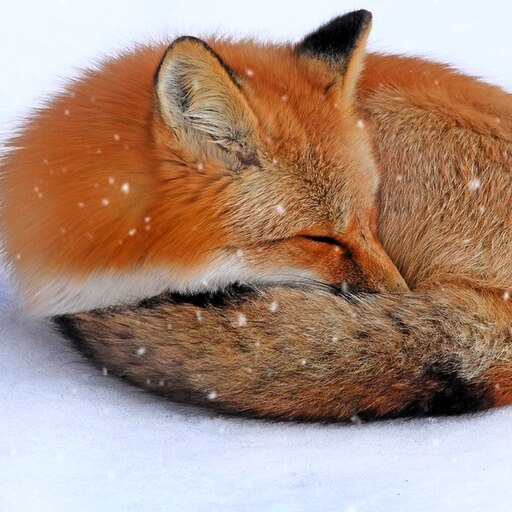 Спящие лисы